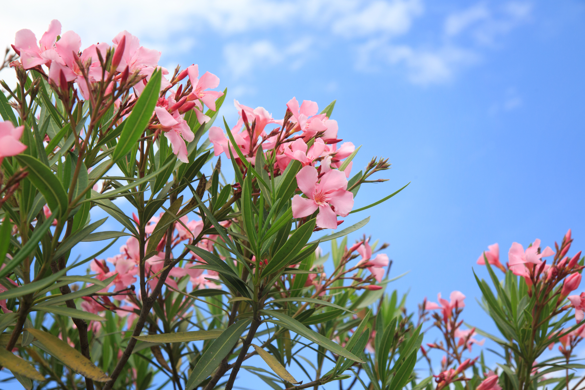 Na morju raste velik oleander z roza cvetovi